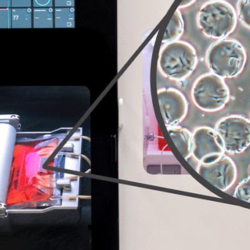 bioreactor scinus cell expansion